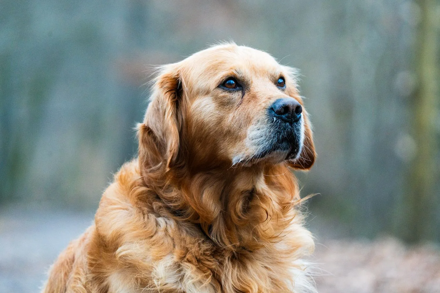 An attentive golden retriever looking up, calm and alert