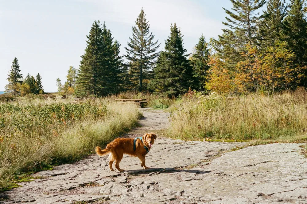 A dog out on a wooded trail, the kind of place snake encounters happen